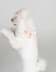 Lulu's Pearl Kedi-Köpek Sırt Tasması resmi