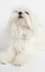 Pearl Perlee Beyaz Boyun Tasması resmi